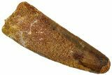 Fossil Spinosaurus Tooth - Real Dinosaur Tooth #311151-1